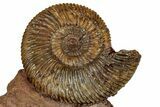 Jurassic Ammonite (Parkinsonia) Fossil - Sengenthal, Germany #357378-1